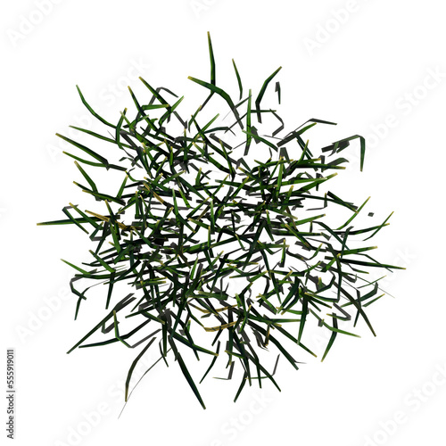 Top view of Plant (Grass 3) Tree png