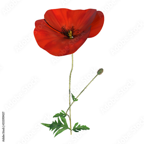 Front view of Plant Flower ( Papaver rhoeas Common Poppy 3.2) Tree png 
