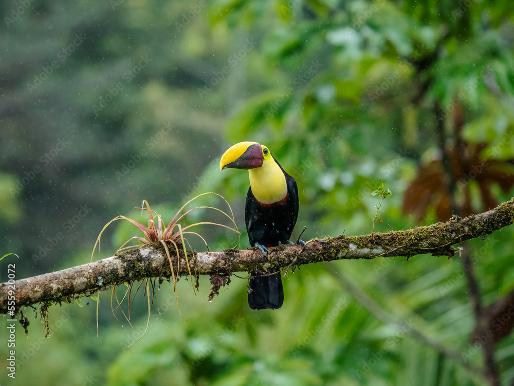 Obraz premium Keel-billed Toucan - Ramphastos sulfuratus, large colorful toucan from Costa Rica forest with very colored beak.