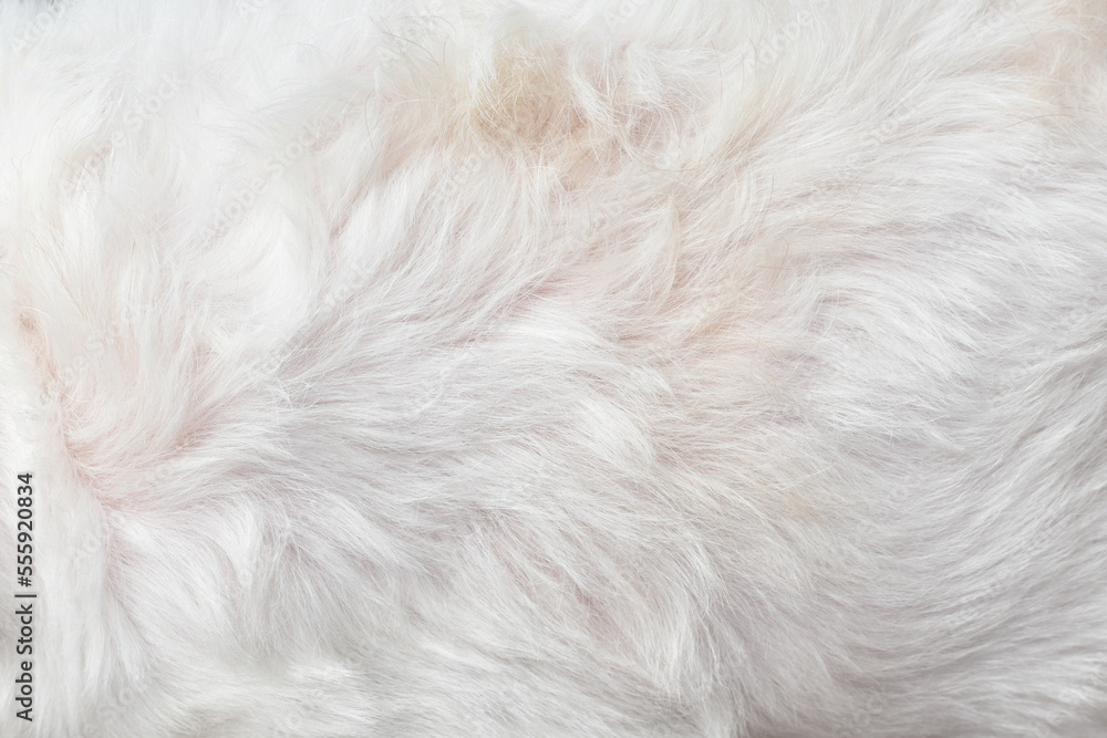 Fototapeta premium White fur background texture close-up