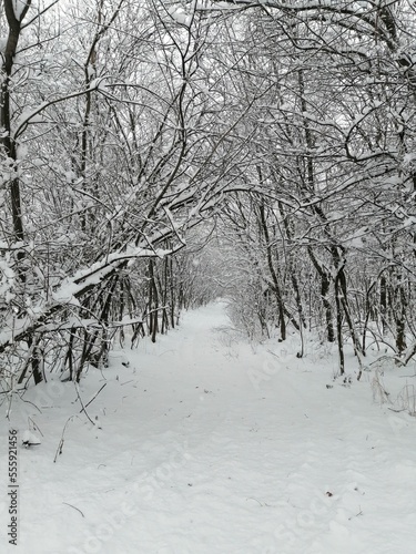Bosco innevato in lombardia Milano