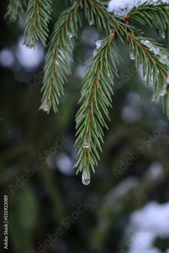 Snow on fir tree branches  in the forest