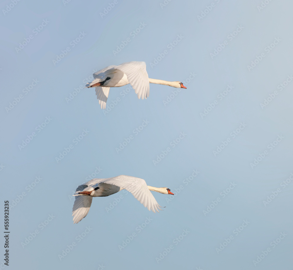 Obraz premium Parc de la Camargue, Cygnes en vol à la réserve de Scamandre