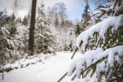 Snow on fir tree branches, in the forest