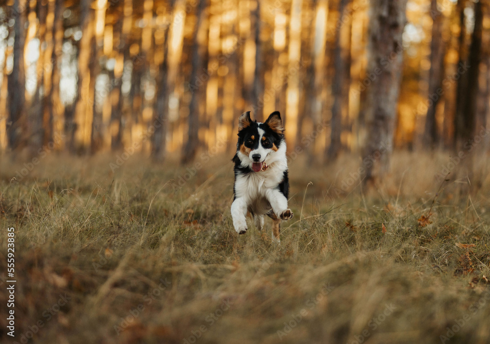 Australian shepherd running in forest happy dog Australian shepherd running in forest happy dog