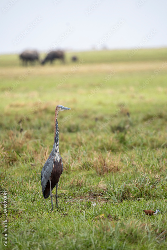 Goliath heron in green grassland Goliath heron in green grassland