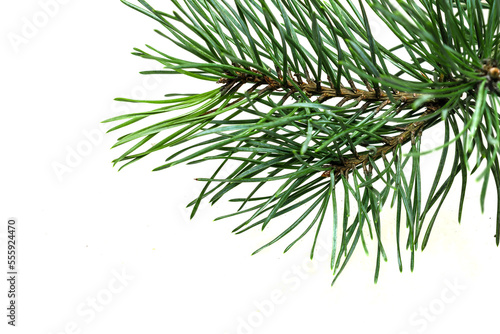 spring pine on a white isolated background