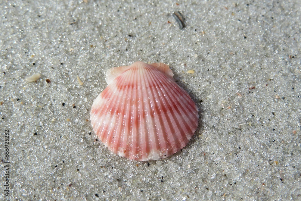 Beautiful pink seashell on sand background in Atlantic coast of North Florida Beautiful pink seashell on sand background in Atlantic coast of North Florida