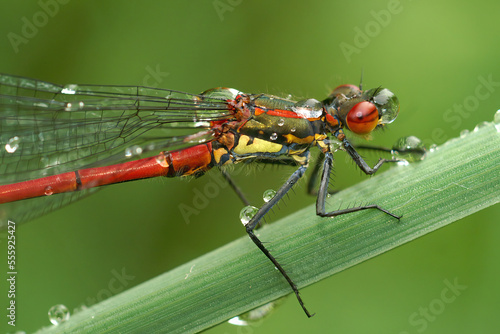 Closeup on a colorful large red damselfly, Phyrrosoma nymphula, covered with waterdrops sitting in the grass © Henk