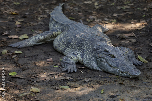 Close up crocodile is sleep and rest in garden