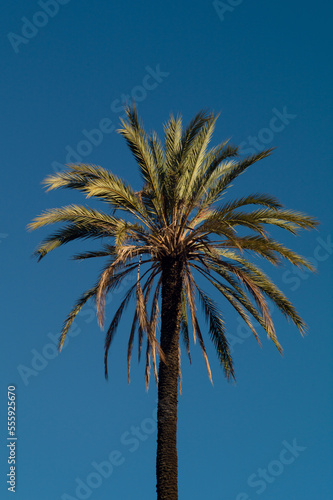 palm tree on blue sky