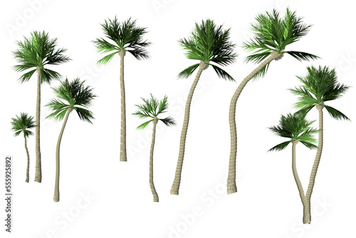 palm trees set realistic on case background
