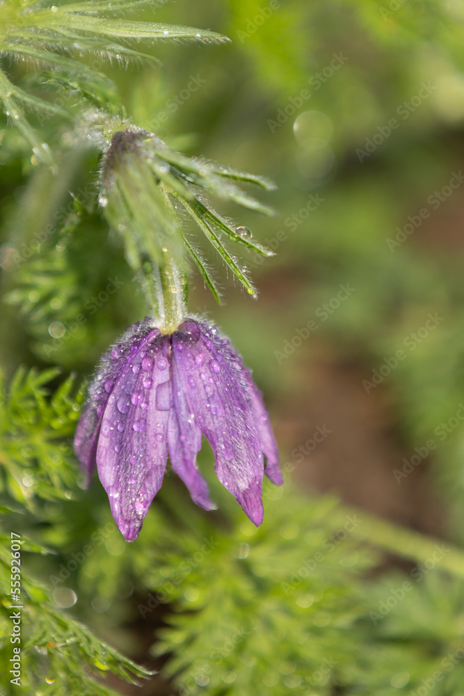 A purple pasqueflower blossom (pulsatilla vulgaris) with raindrops, in front of a blurry background A purple pasqueflower blossom (pulsatilla vulgaris) with raindrops, in front of a blurry background
