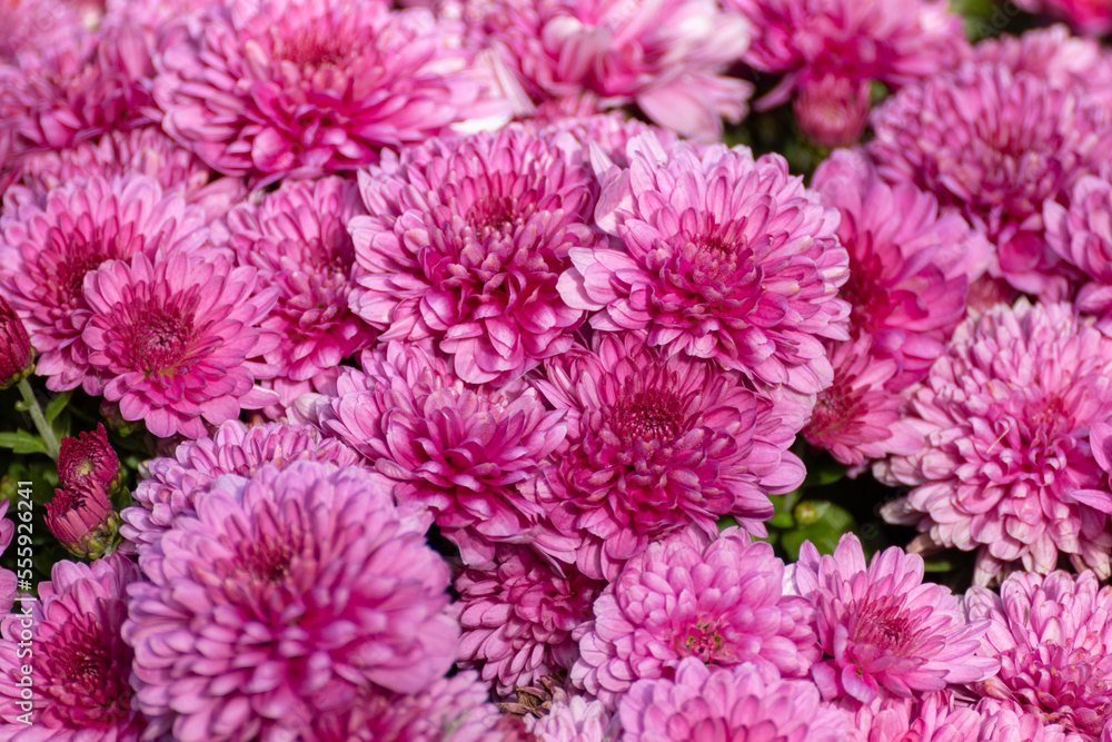 Pink vibrant chrysanths flowers blooming close-up. Chrysanthemums floral decoration with blur