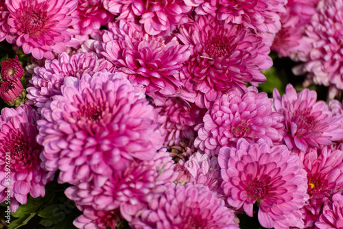 Pink vibrant chrysanths flowers blooming close-up. Chrysanthemums sunny autumn flowerbed with blur
