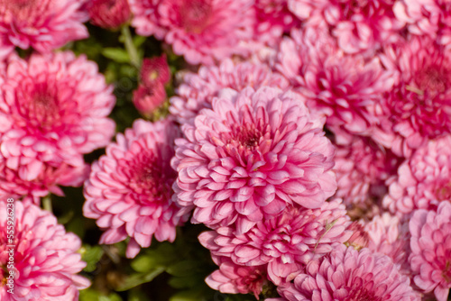 Red tender chrysanths flowers blossom close-up. Chrysanthemums with green leaves sunny foliage with blur