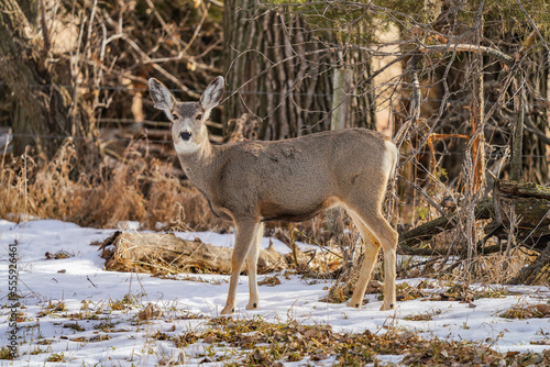 white tail deer in woods