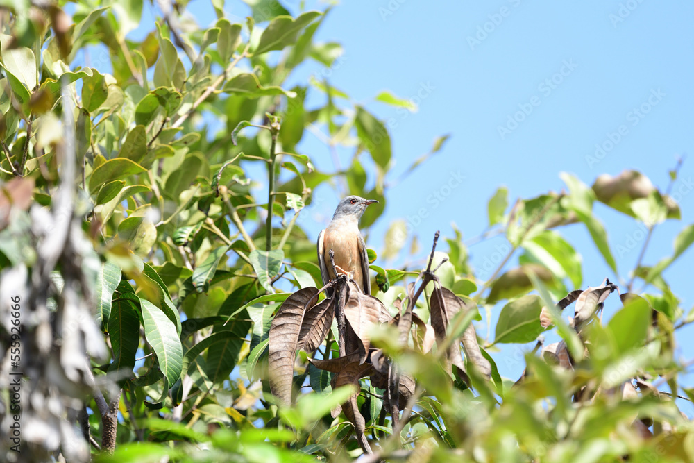 Fototapeta premium Male Plaintive cuckoo