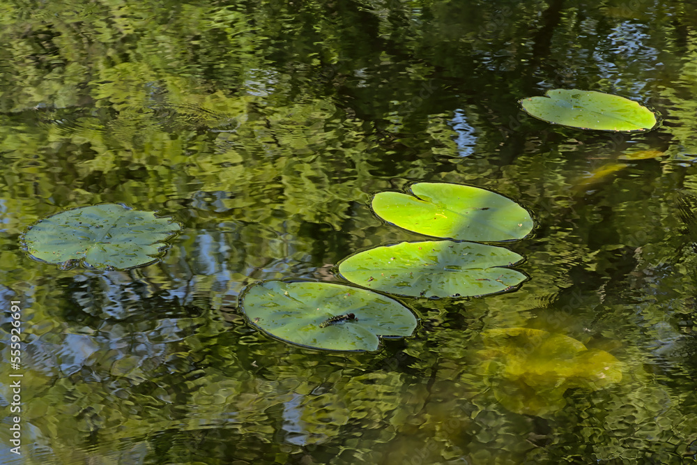 Leaves of a water lilly in the pond Leaves of a water lilly in the pond