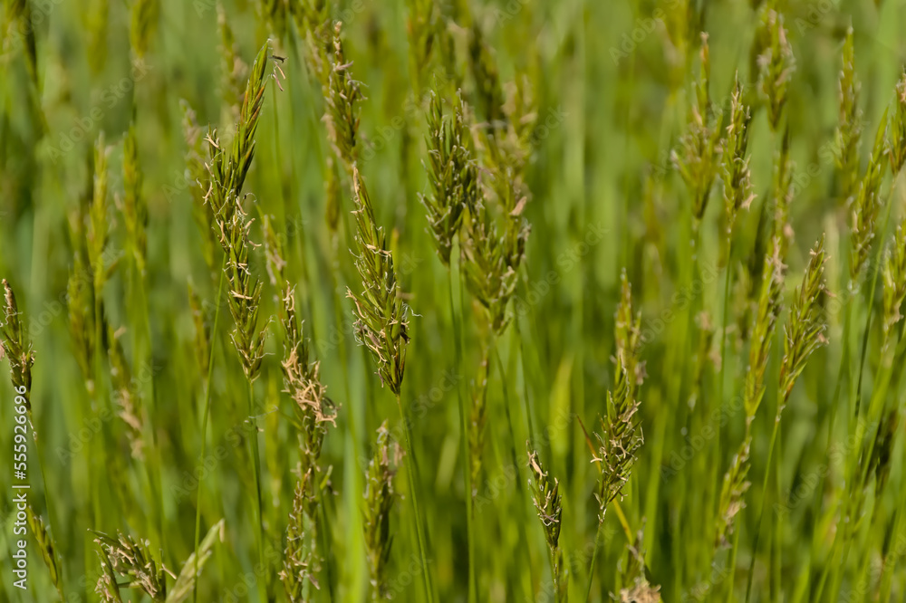 Nature background of green flowering wild grass in a field, selective focus - Poaceae Nature background of green flowering wild grass in a field, selective focus - Poaceae