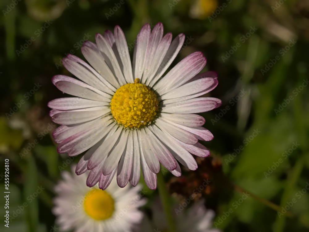 Beautiful daisy flower with yellow hart and wite and pink petals, overhead view - Bellis perennis Beautiful daisy flower with yellow hart and wite and pink petals, overhead view - Bellis perennis