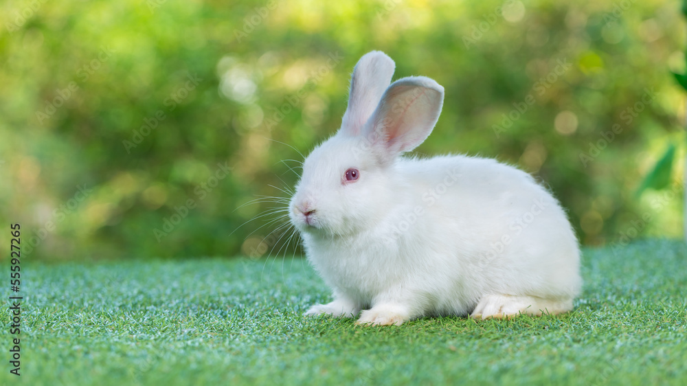 Adorable and cute new born rabbit. baby cute rabbit or new born adorable bunny. Easter Bunny. Adorable and cute new born rabbit. baby cute rabbit or new born adorable bunny. Easter Bunny.