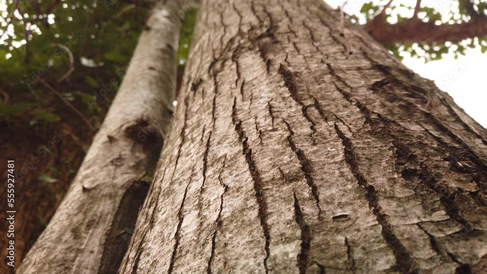 Tree trunk and forest canopy, tilting up close-up shot Tree trunk and forest canopy, tilting up close-up shot