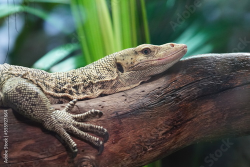 Quince monitor