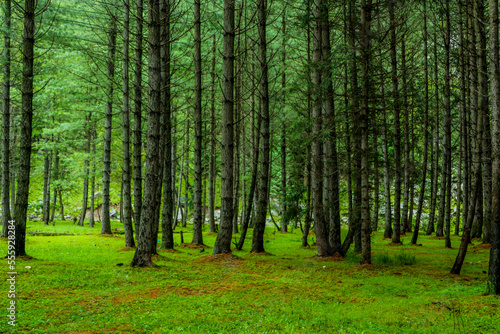 Landscape of Cedar Trees in the forest