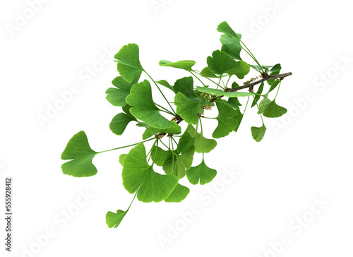 Bright green fresh ginkgo leaves branch isolated object, medicinal organic plant close-up, clipping path cutout object, eco-friendly environment concept