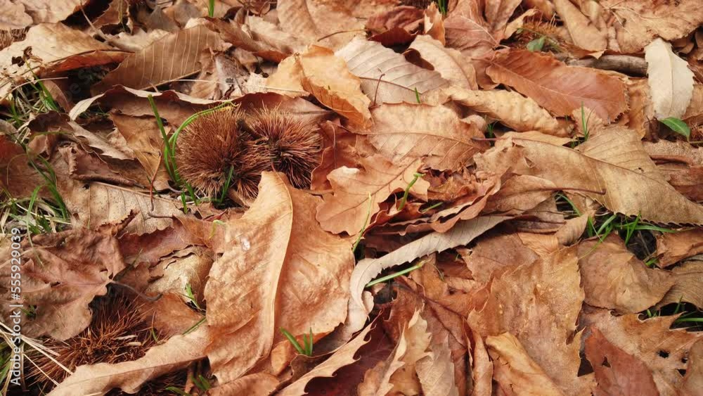 Fallen chestnut tree fruit and leaves on the ground in autumn. Fallen chestnut tree fruit and leaves on the ground in autumn.
