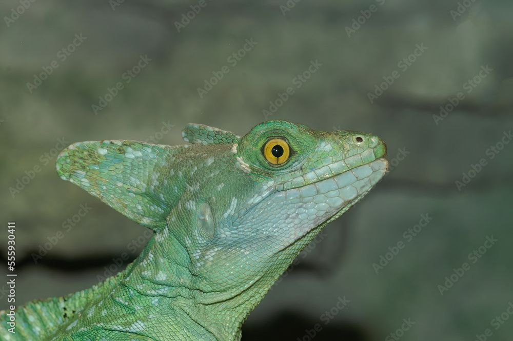 Fototapeta premium Closeup on the head of a colorful green Plumed basilisk, Basiliscus plumifrons in a terrarium