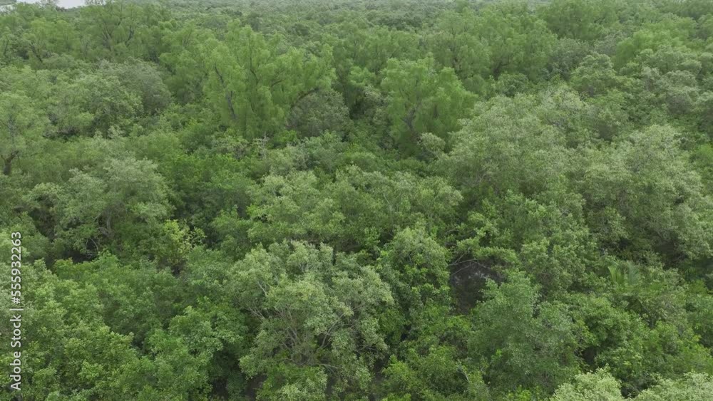 garjon gauwa trees in the sundarban forest. world biggest mangrove forest sundarban aerial HLG log raw video footage , Khulna, bangladesh garjon gauwa trees in the sundarban forest. world biggest mangrove forest sundarban aerial HLG log raw video footage , Khulna, bangladesh