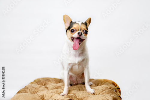 Cute chihuahua dog on a golden pouf on a light background
