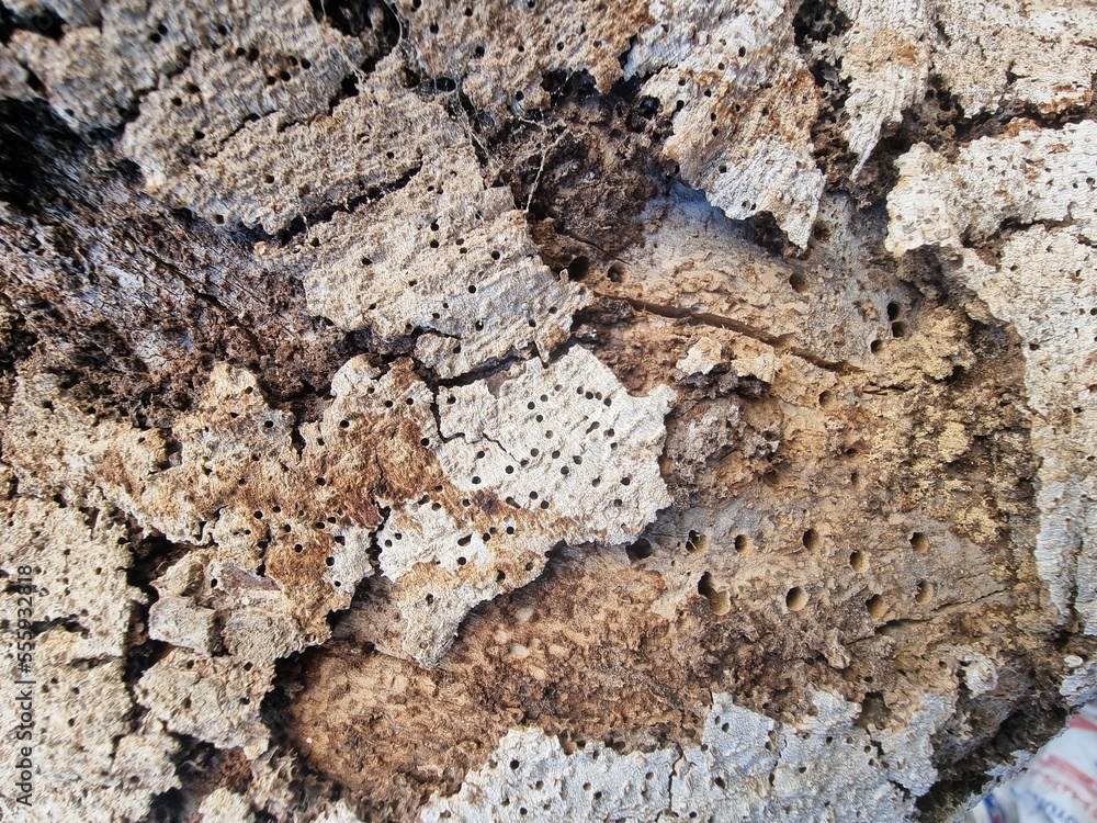 bark texture terr wall brown bark texture terr wall brown