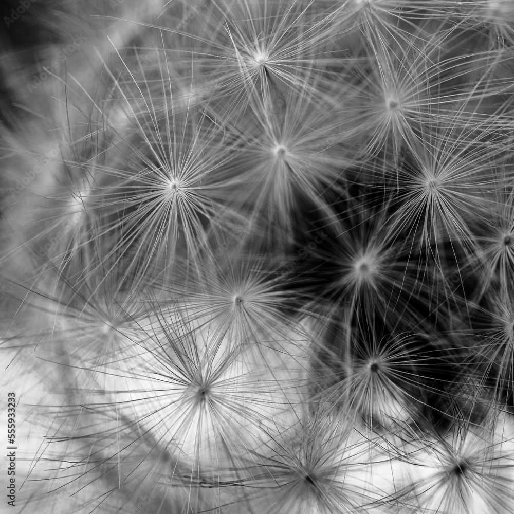 Fototapeta premium Dandelion Petals Make Firework Pattern with black and white focus
