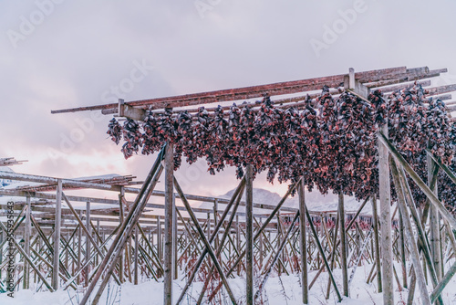 Air drying of salmon on a wooden structure in the Scandinavian winter. Traditional way of preparing and drying fish in Scandinavian countries photo