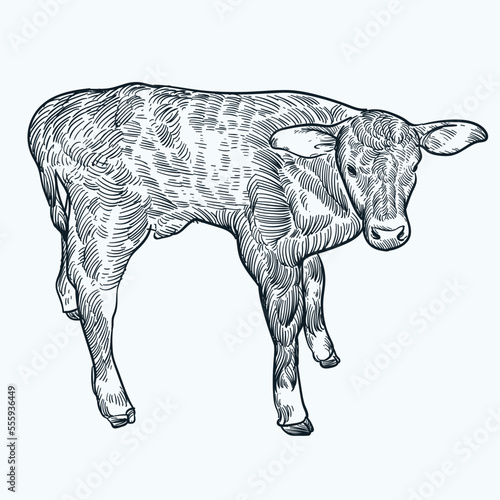 Vintage hand drawn sketch Texas calf
