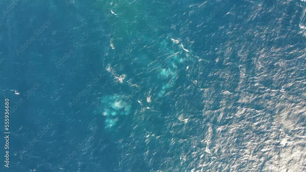 Aerial view of sperm whales freely swimming in open water near Isla San Benedicto, Colima, Mexico. Aerial view of sperm whales freely swimming in open water near Isla San Benedicto, Colima, Mexico.