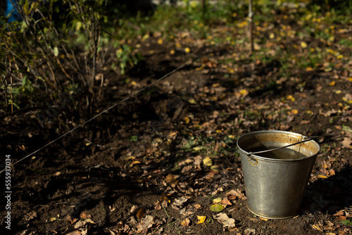 Bucket of water in garden. Steel bucket in autumn. Water for watering plants.