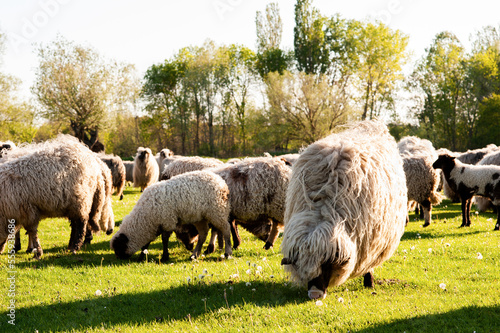 Herd of sheep on meadow. photo