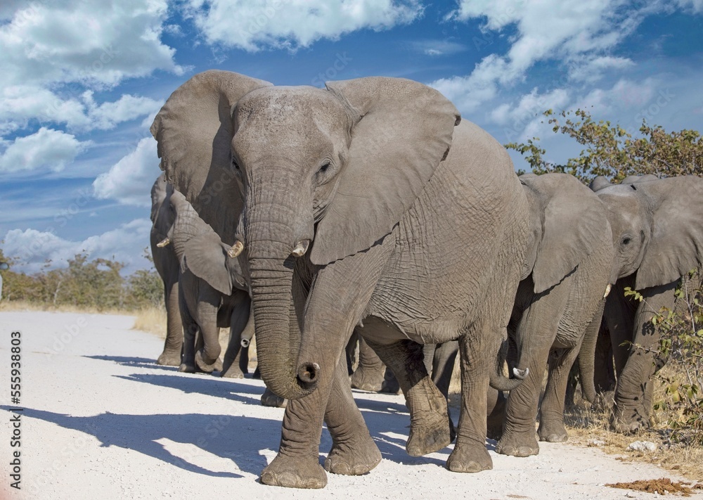 Fototapeta premium African elephants in Etosha national park. Namibia, Africa.