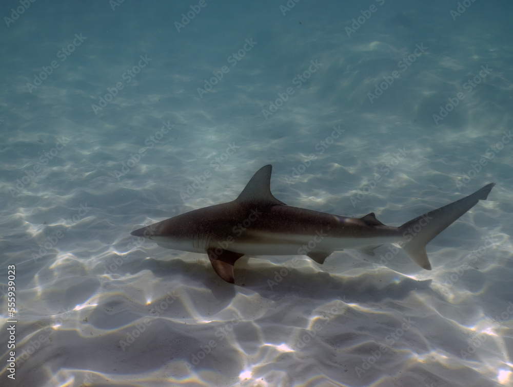 Fototapeta premium A Blacktip Shark (Carcharhinus limbatus) in Bimini, Bahamas