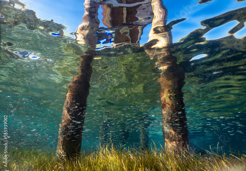 Underneath the pier at Honeymoon Harbour in Bimini, Bahamas
