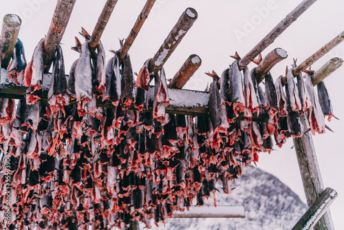 Air drying of salmon on a wooden structure in the Scandinavian winter. Traditional way of preparing and drying fish in Scandinavian countries photo