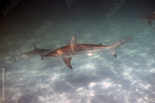 A Blacktip Shark  Carcharhinus limbatus  in Bimini  Bahamas