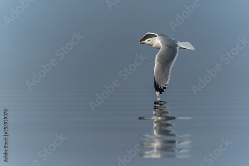 Caspian Gull  Larus cachinnans  in flight. Oder delta in Poland  europe. Blue background. Blue background.                             Reflection.