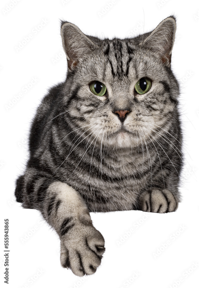 Fototapeta premium Handsome black silver blotched British Shorthair cat, laying down facing front on edge. Looking straight to camera. Isolated on transparent background with copy space.