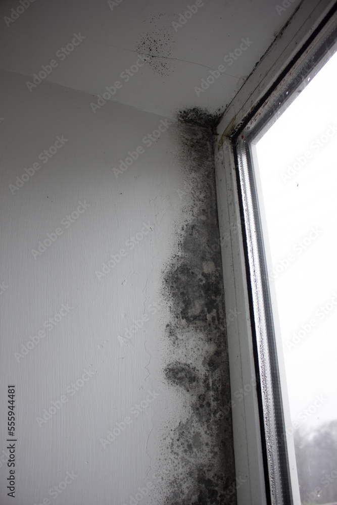 Naklejka premium Fungus on the window walls, excessive moisture on the windows causes mold in winter.