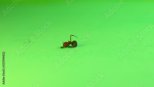 Dead Ant from repellents. Red wood Ant dying due to being poisoned by pesticides sprayed on crops. Environment pollution. Ants isolated on green background. Destruction of insects. insect. Bugs, bug photo